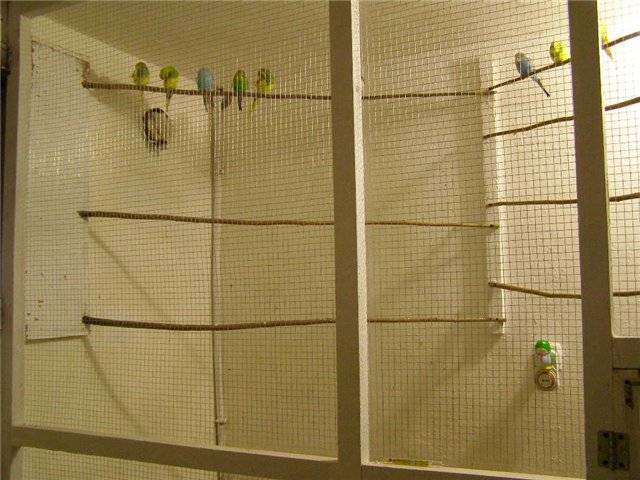 Вольер для попугаев: зачем нужен, выбор, изготовление и обустройство