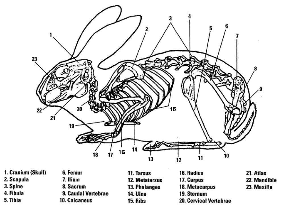 Опорно двигательная система класса млекопитающие. Строение скелета кролика. Анатомия кролика скелет. Скелет млекопитающих кролик. Строение костей кролика.