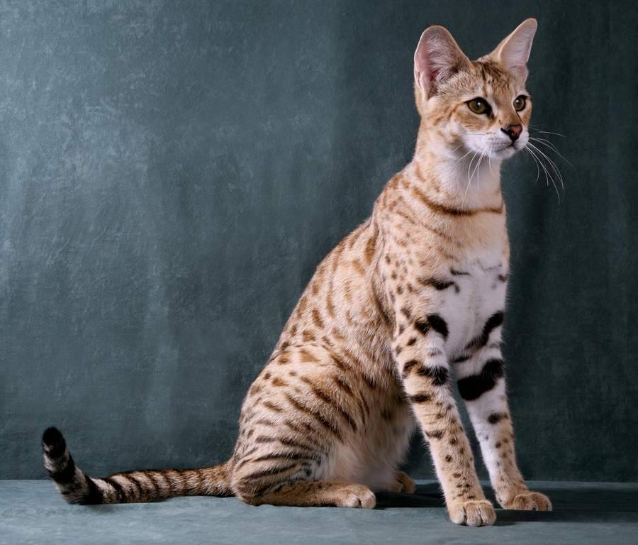 Самые умные и преданные породы кошек, которые подходят для квартиры