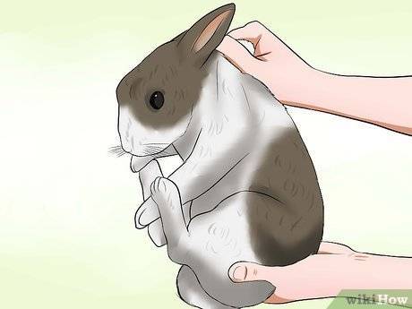 Как приручить кролика к рукам. как правильно брать кролика