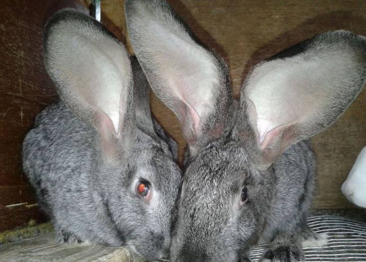 Порода кроликов серый великан: описание, особенности разведения, содержание и кормление
