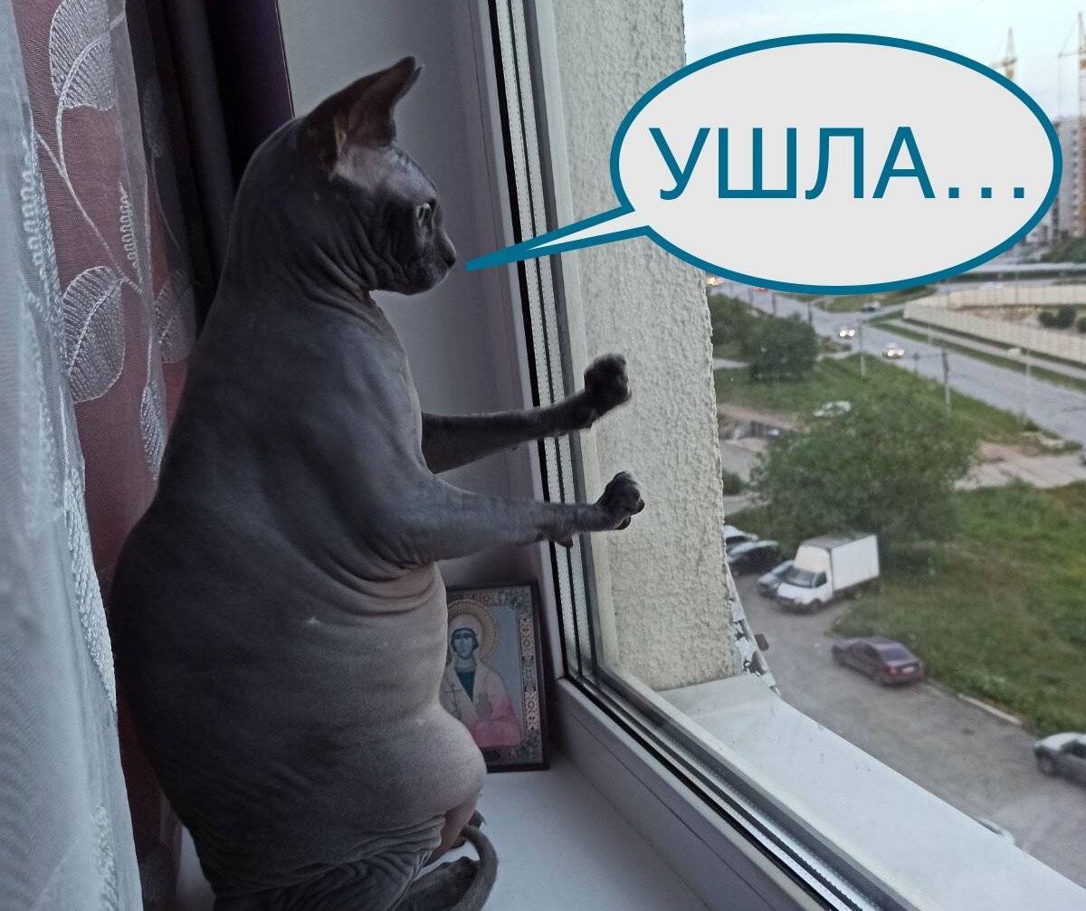 Почему кот ходит по пятам за хозяином? - gafki.ru