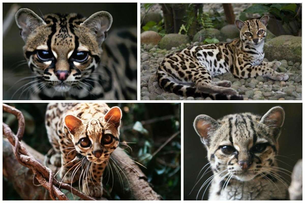 Самые редкие дикие кошки в мире фото с названиями