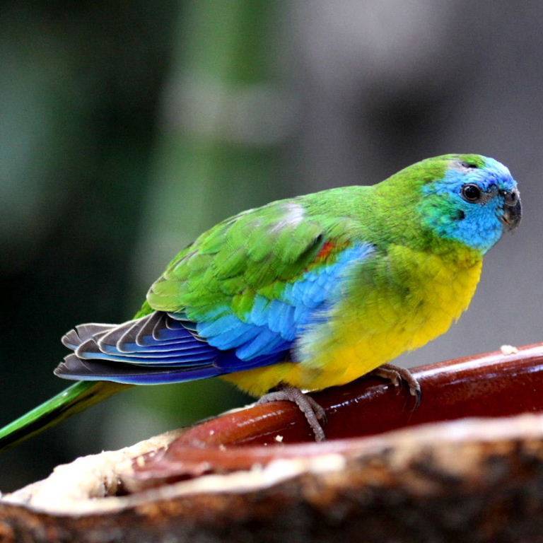 Розовобрюхий травяной попугайчик: содержание, разведение, фото боурки