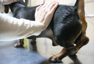 Лечение пупочной грыжи у собак