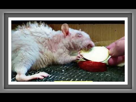 Крысы едят мышей: реальность или миф?