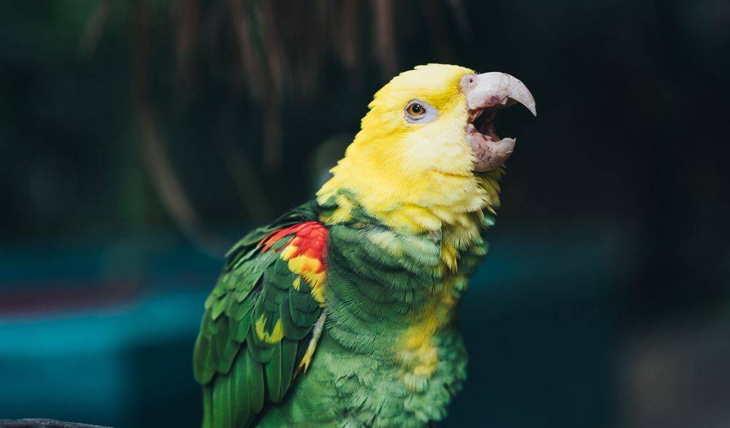 Почему попугай дрожит и хохлится?