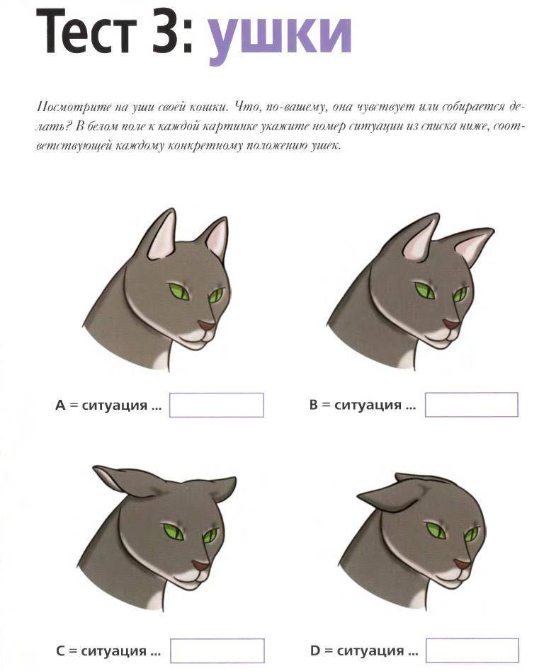 Перевод с кошачьего языка » kuguarlend