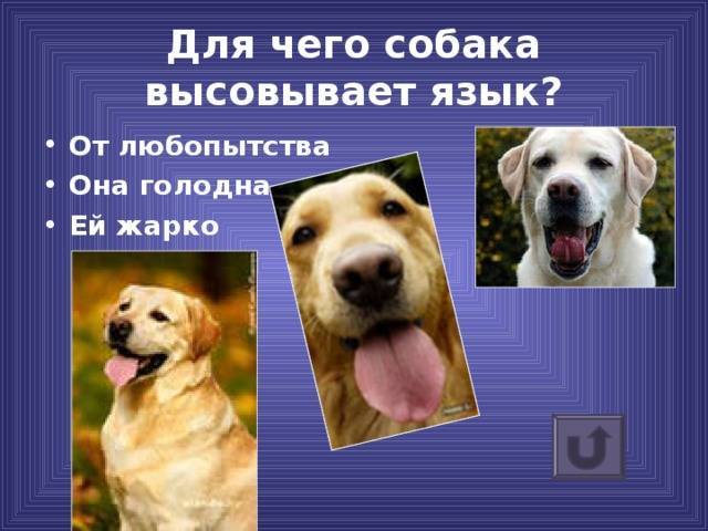 Почему кошка дышит с открытым ртом, причины и решения проблемы, видео - разъясняем подробно