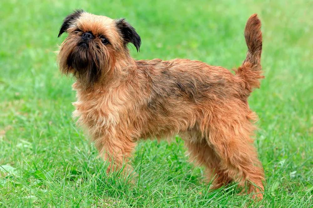 Собака грифон: разновидности, особенности ухода и содержания породы
