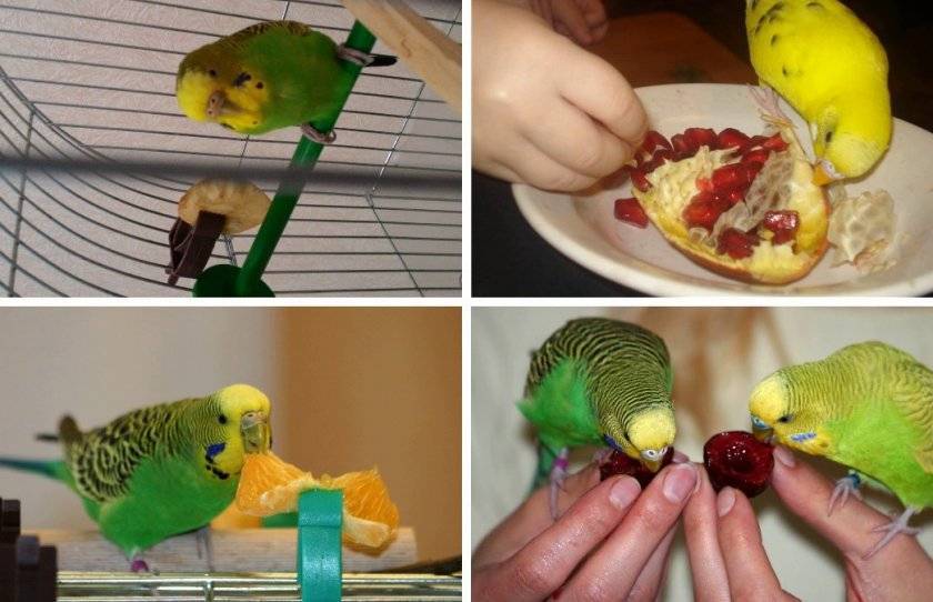 Какие фрукты, ягоды и овощи можно давать волнистым попугаям: почему и сколько