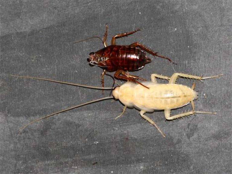 Белый таракан – это мутант или какая-то новая разновидность насекомых?