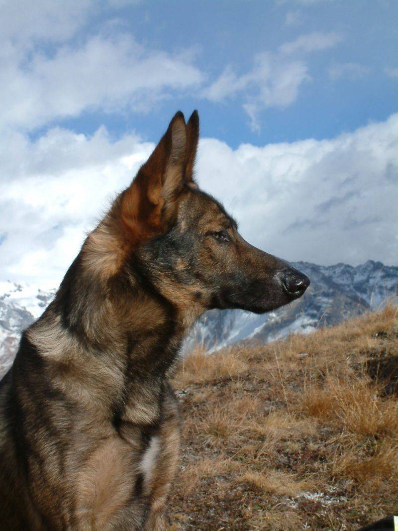 Вольпино итальяно – фото собаки, описание породы, характер, цена щенка