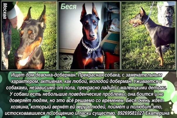 Клички для доберманов: классические и оригинальные, для мальчиков и девочек