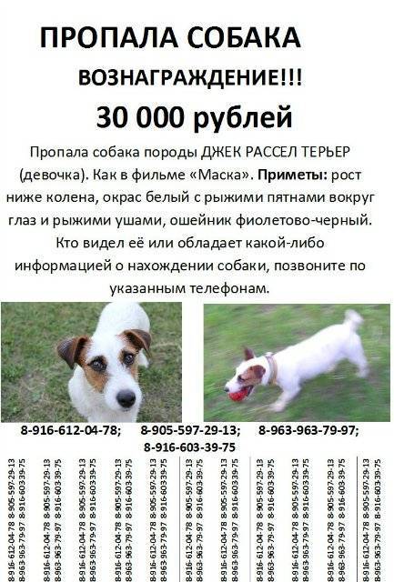 Джек-рассел-терьер