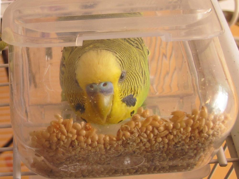 Чем можно кормить попугаев, а чем нельзя