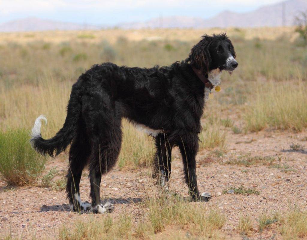 Тайган (киргизская борзая): описание породы собак с фото и видео