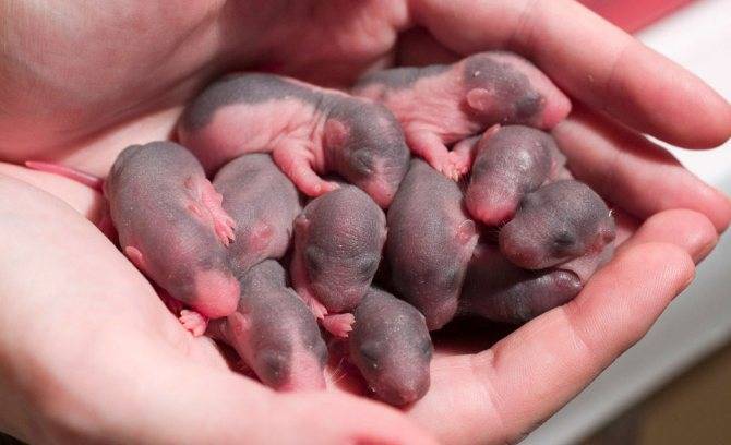 Размножение мышей в дикой природе, домашних условиях. сколько мышат рожает мышь?