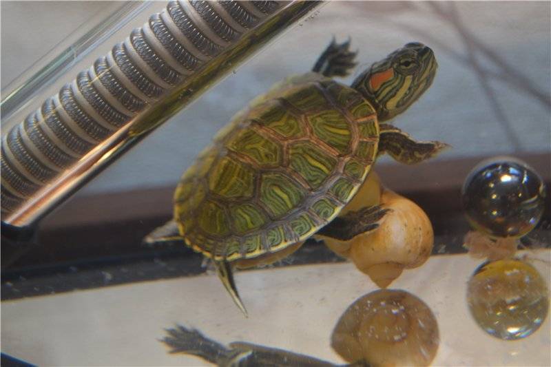 Тимпания желудка у водных черепах - все о черепахах и для черепах, лечение и симптомы, фото и снимки лечения тимпании