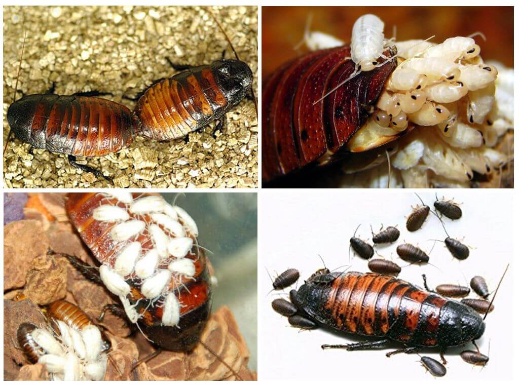 Как происходит размножение мадагаскарских тараканов?