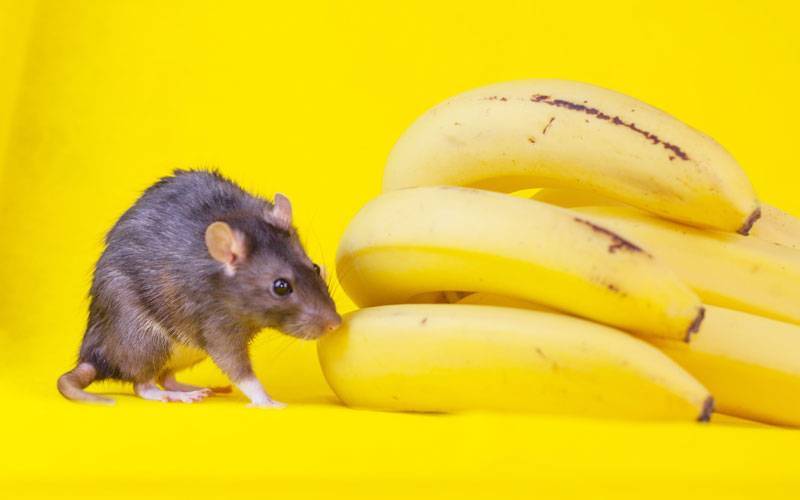 Хранение и дозаривание бананов