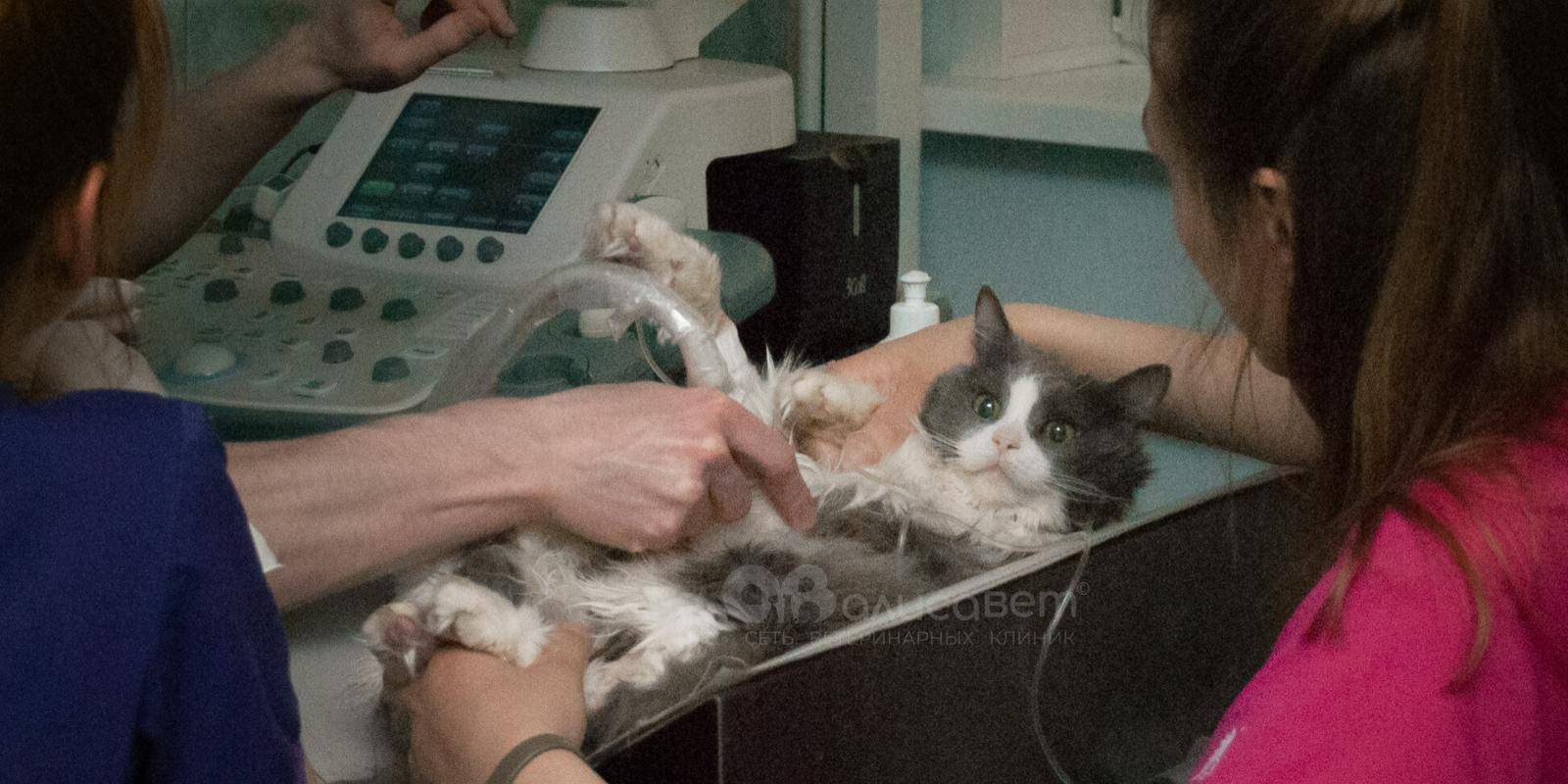 Ветеринарная кардиология | кардиологическое обследование кошек, собак в свиблово, измайлово, коньково