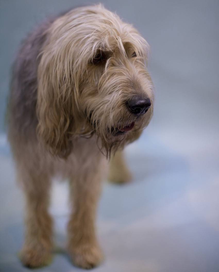 Бигль харьер — фото, описание породы собак, особенности характера