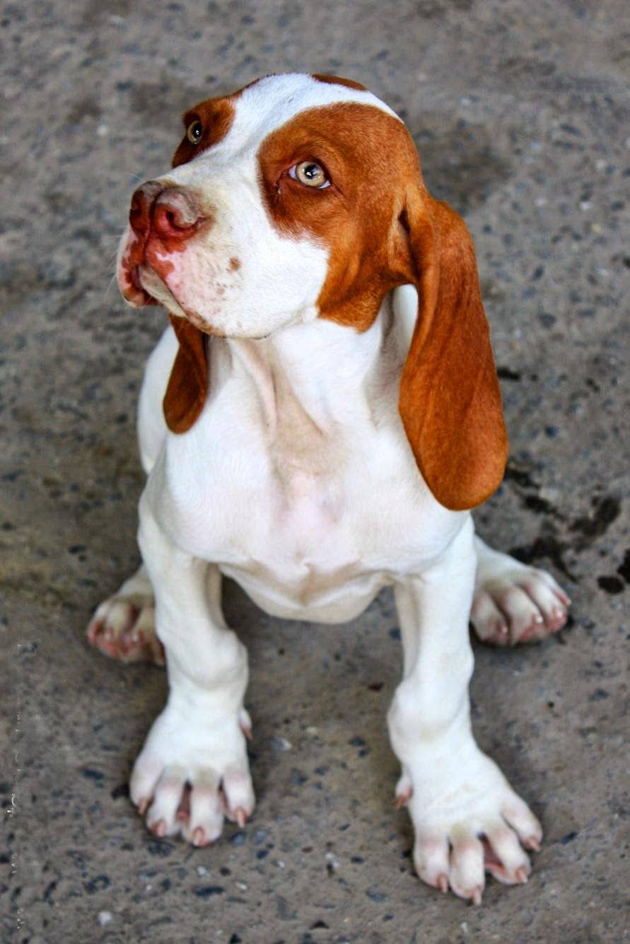 Каталбурун – фото собаки, описание породы, цена щенков