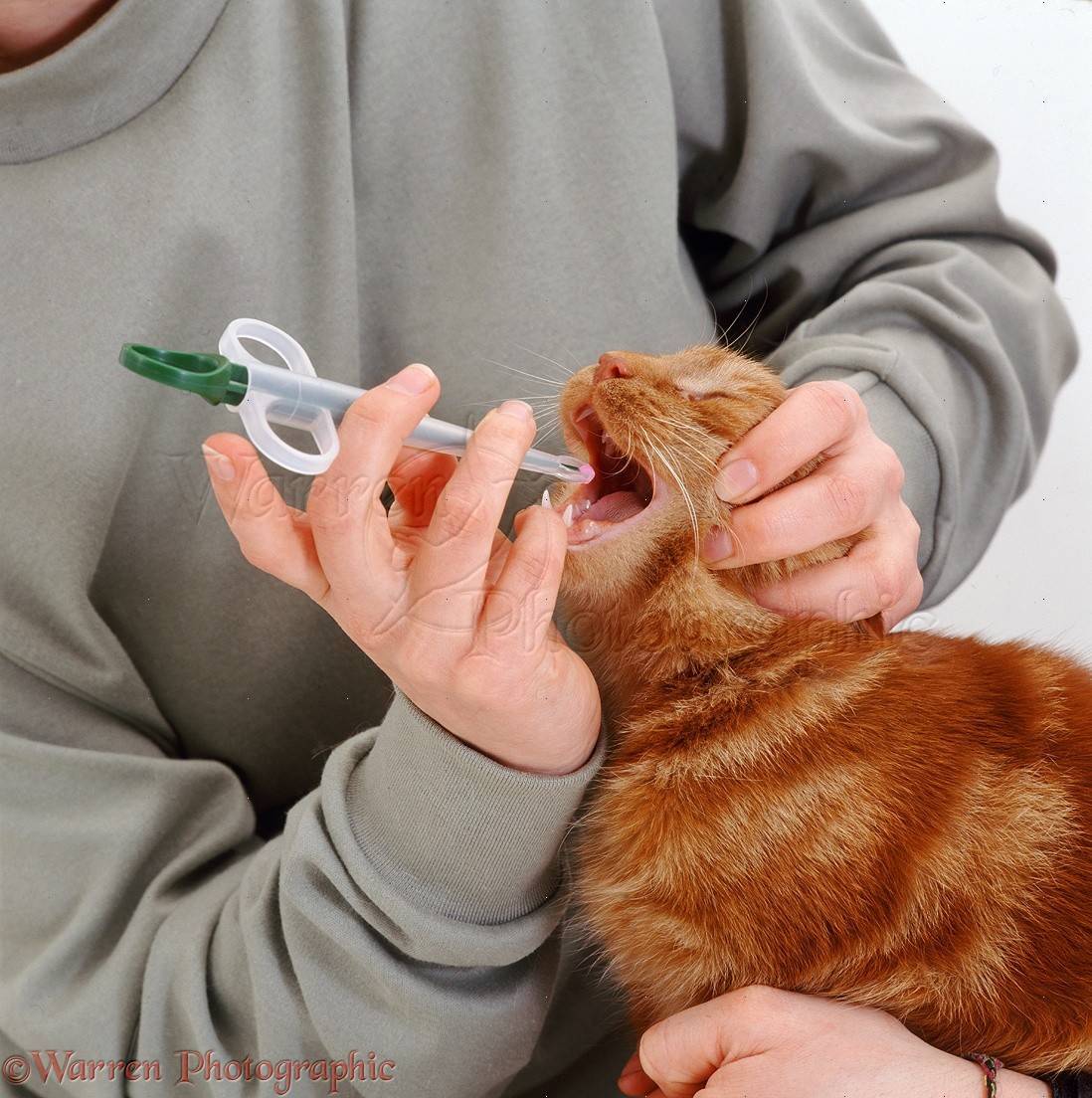Как правильно давать таблетки кошке | hill's
