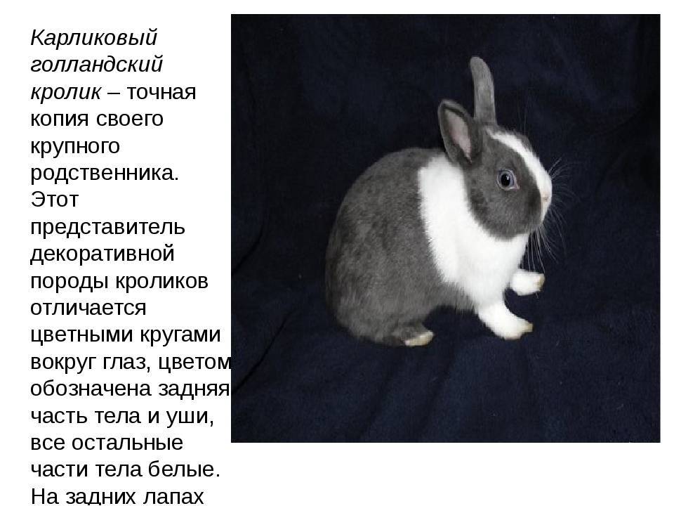 Самые крупные породы кроликов (топ-13 самых больших кролов)