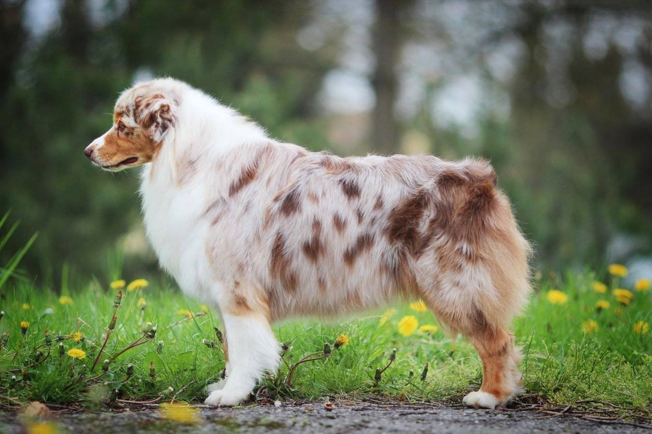 Австралийская овчарка (аусси): фото, характер, описание породы, окрасы, щенки