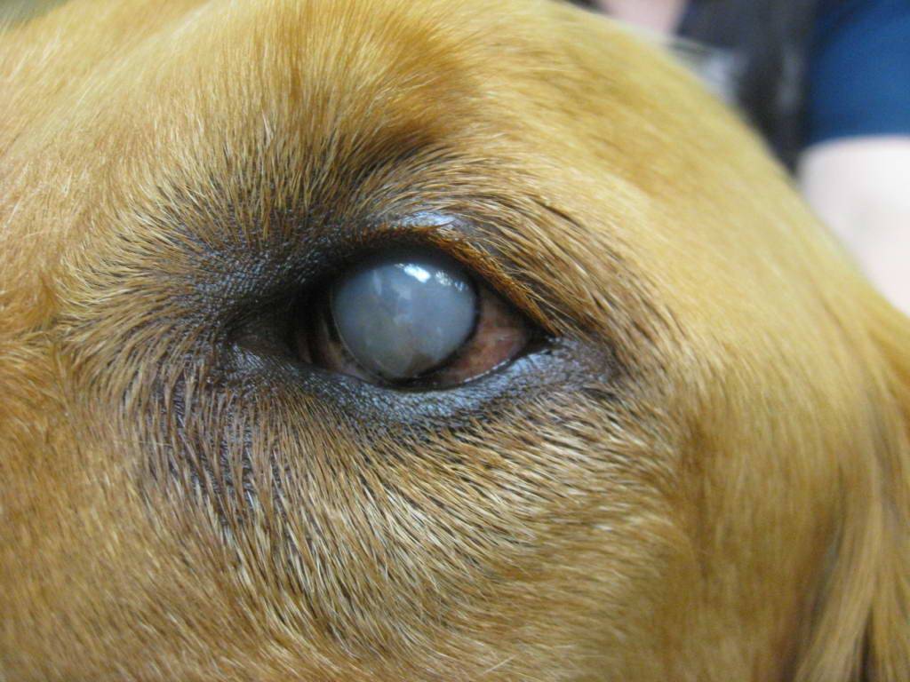 Послеоперационная обработка глаз у кошек и собак: в каких случаях нужна послеоперационная обработка глаз и как ее проводить домашним животным | апиценна