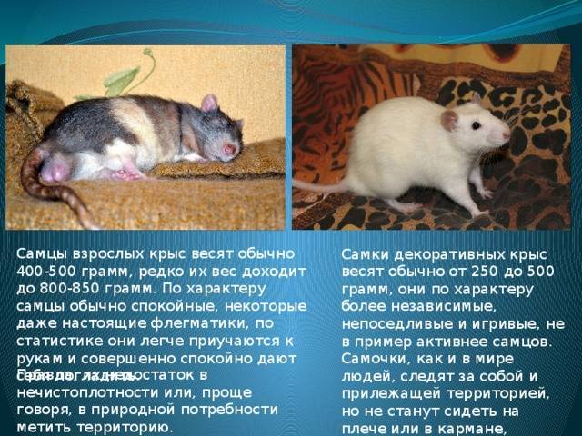 Сколько крысят рожает крыса за один раз: размножение грызунов в природе и домашних условиях