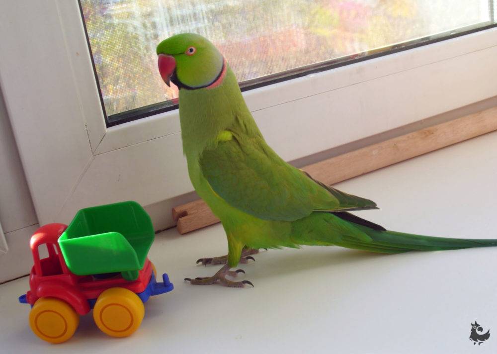 Ожереловый попугай: описание, отзывы владельцев