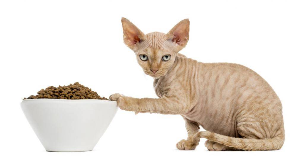 3 причины почему кошка не ест неделю - что делать