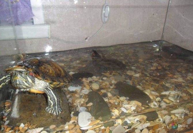 ᐉ как спят красноухие черепахи ночью? - zoomanji.ru