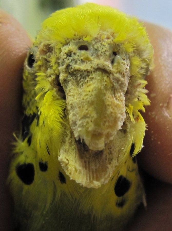 Кнемидокоптоз у попугаев его лечение и симптомы