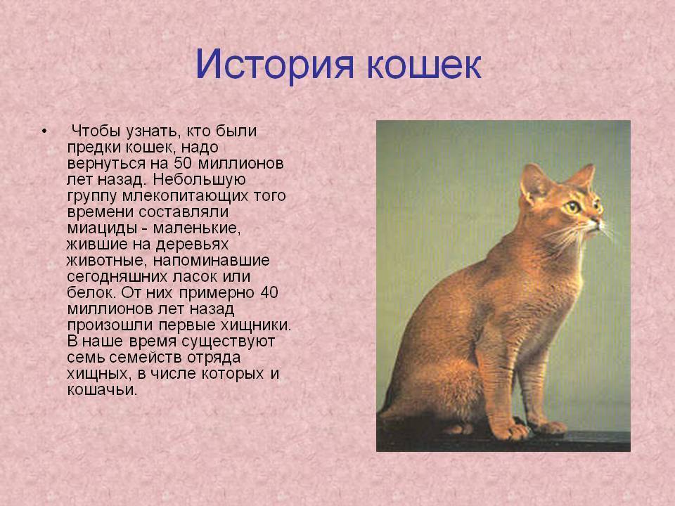 Презентация на тему домашние кошки