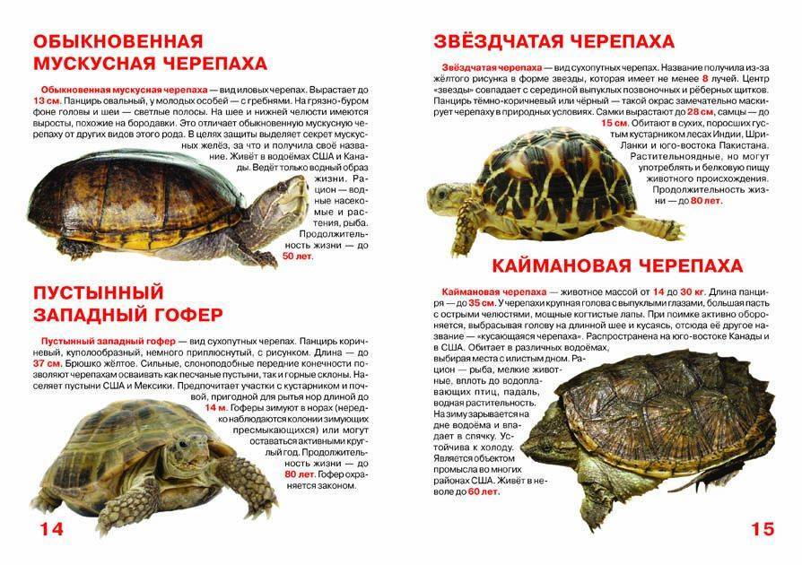 Дальневосточная черепаха: как выглядит, где обитаем, чем питается и интересные факты (фото)