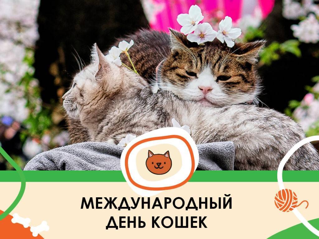 День кошек: всемирный международный праздник