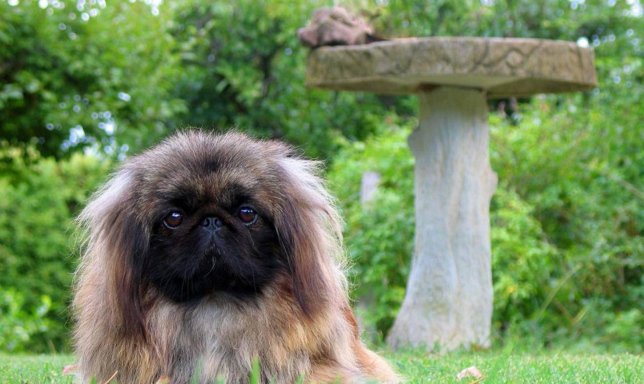 Пекинес или лев в собачьем теле. фото и описание породы