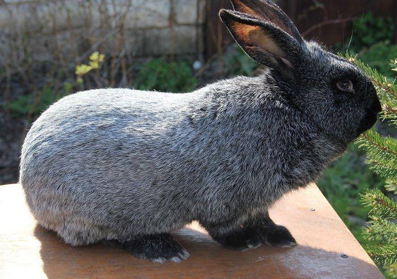 Кролики серебро (полтавские): описание и характеристики породы