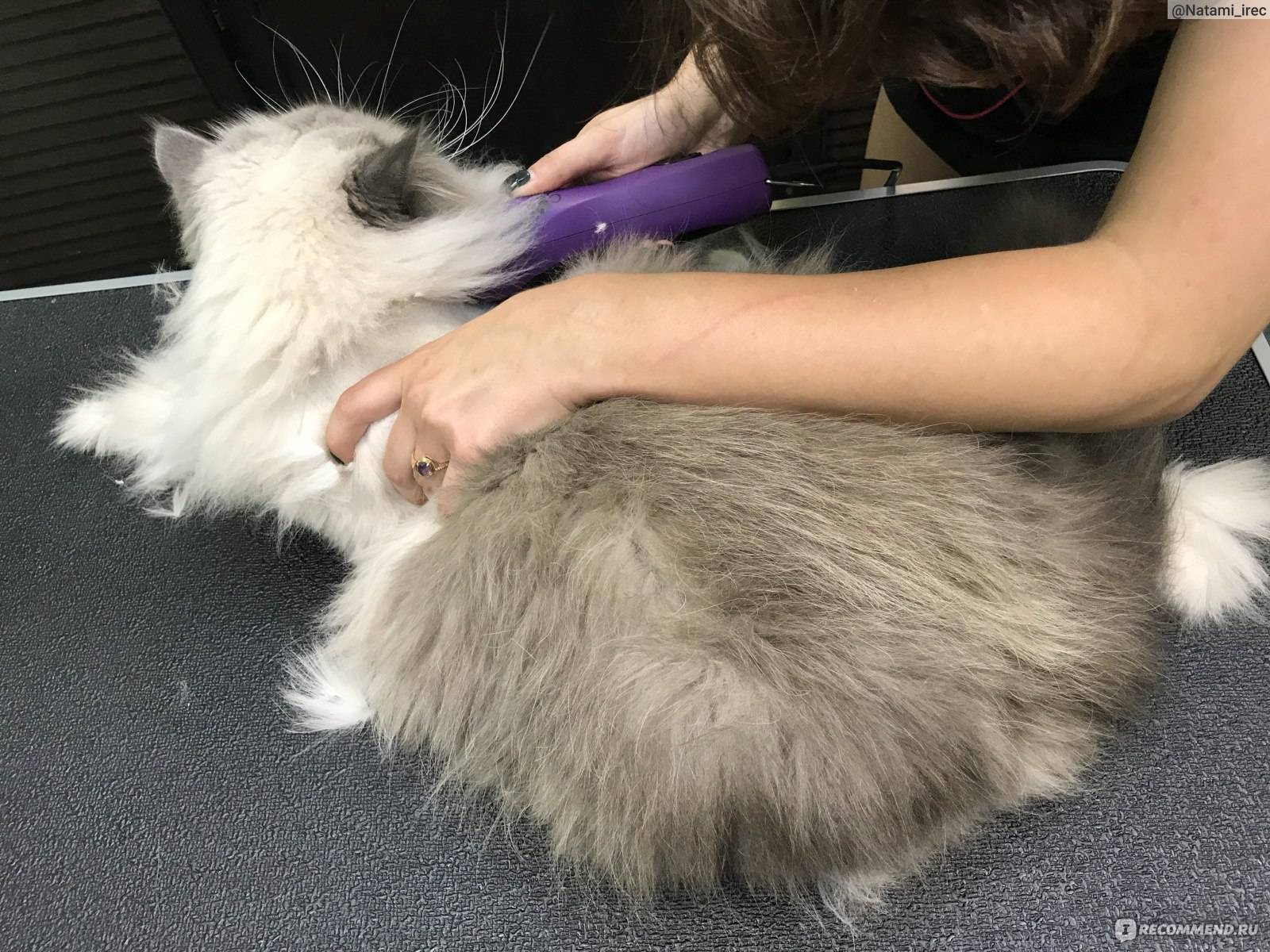 Зачем стричь кота: нужно ли постригать кота на лето или в целях гигиены