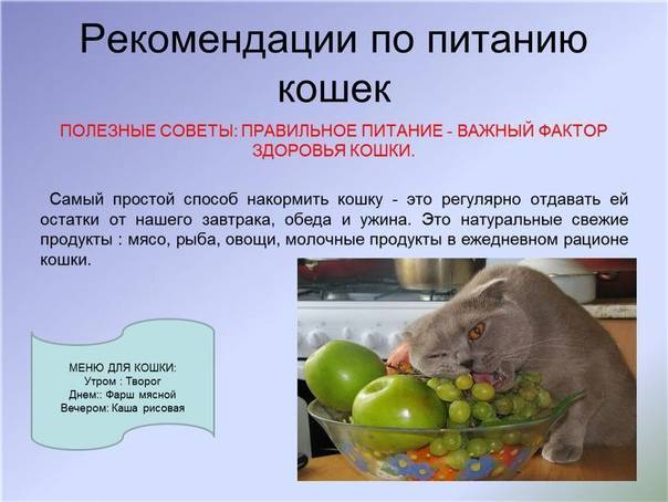 Чем кормить домашнюю крысу?