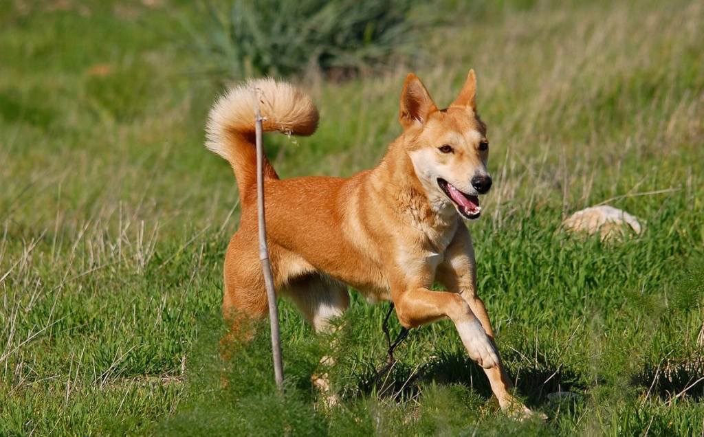Ханаанская собака – история малоизвестной породы, уход и содержание (+ фото) | ваши питомцы