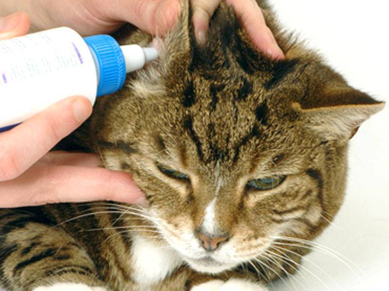 Отодектоз у кошек симптомы, фото, лечение в zoostatus ru