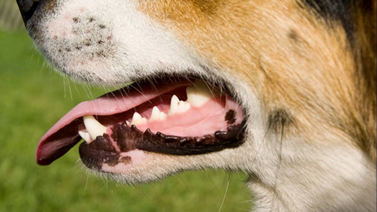 Почему собака часто открывает рот. Гингивит.гингивит собак.