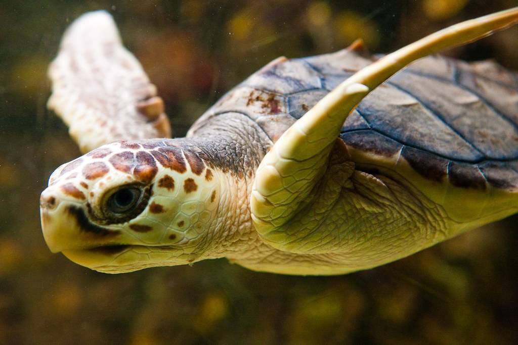 Кожистая черепаха — dermochelys coriacea. черепаха, черепахи: биология, экология, размножение, поведение, питание, враги
