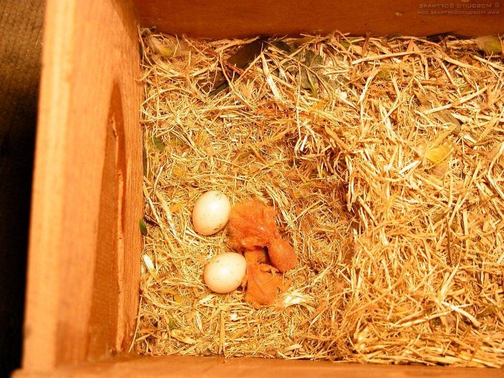 Правильное изготовление и обустройство гнезда для попугая кореллы