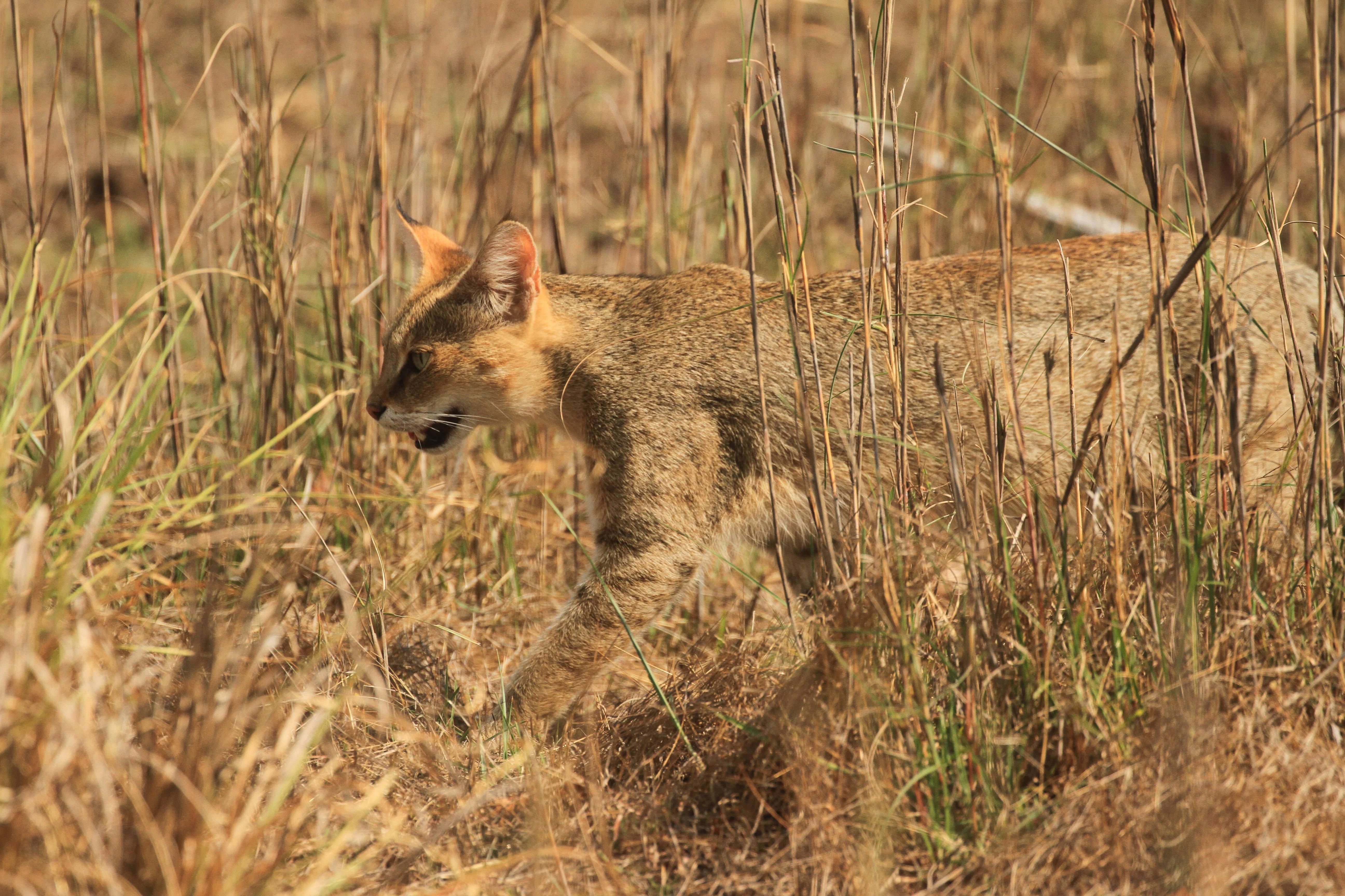 ​50 интересных фактов о камышовых котах для любознательных